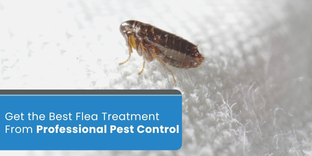 Get the Best Flea Treatment From Professional Pest Control