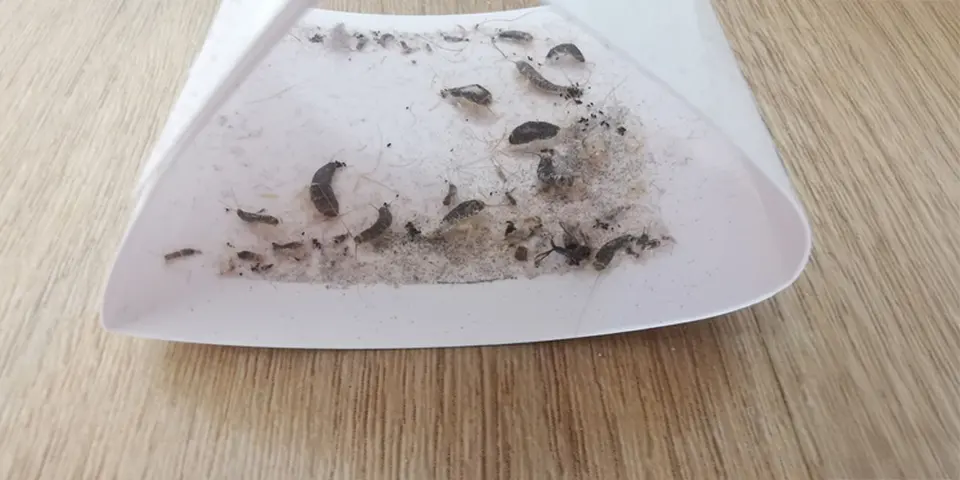 Signs of Silverfish Infestation