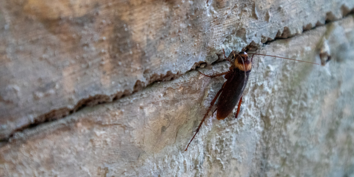 Common Entry Points Big Roaches Use During Wet Weather