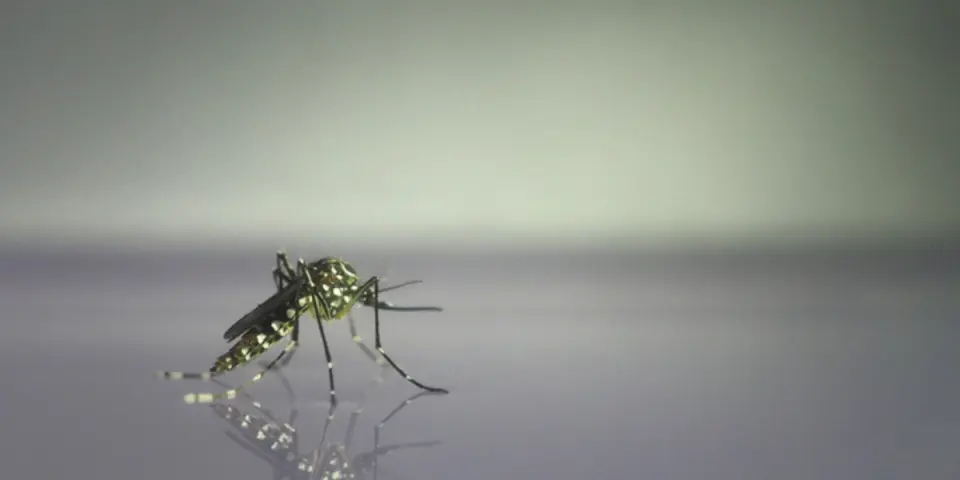 Key Time Periods When Mosquitoes Surge Without Coverage