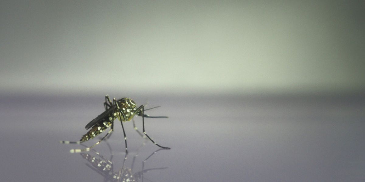 Key Time Periods When Mosquitoes Surge Without Coverage