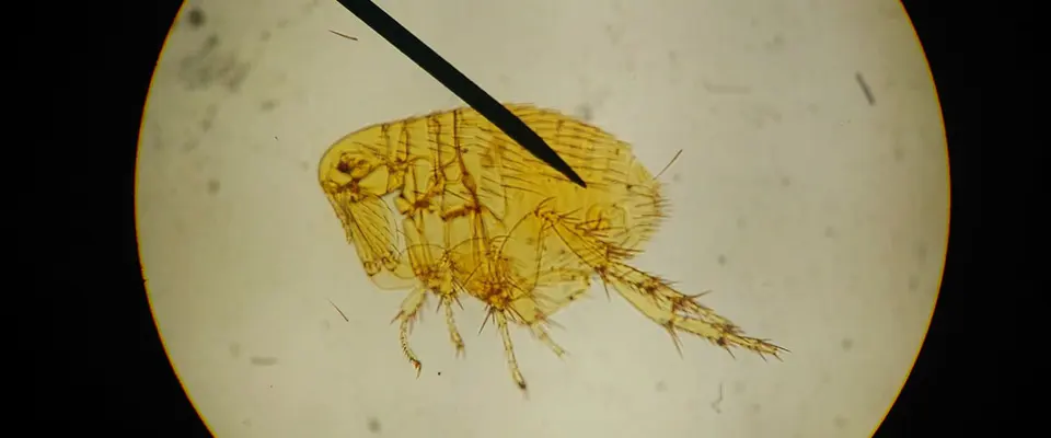 Limitations of DIY Flea Treatment Methods