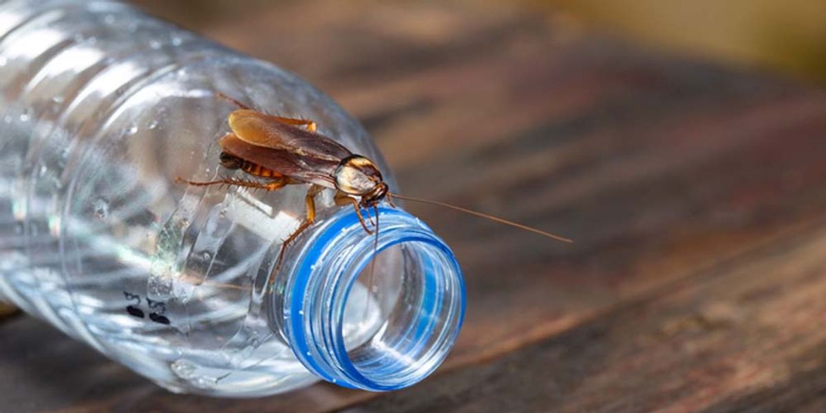 DIY Solutions and Preventive Actions