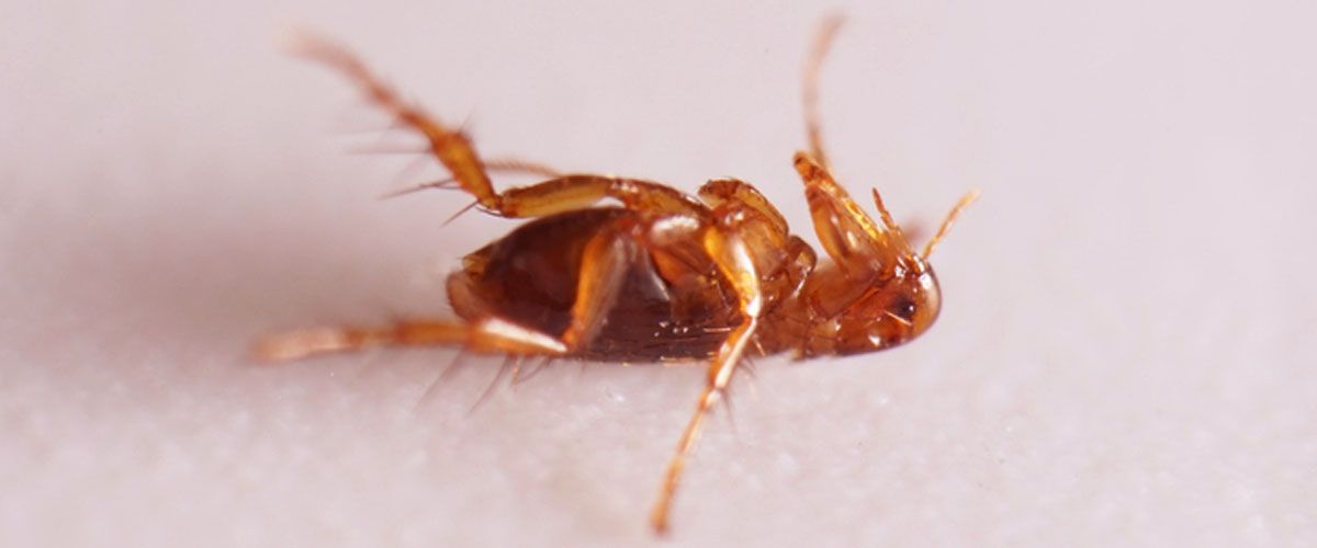 Flea Treatment - Professionals Handle