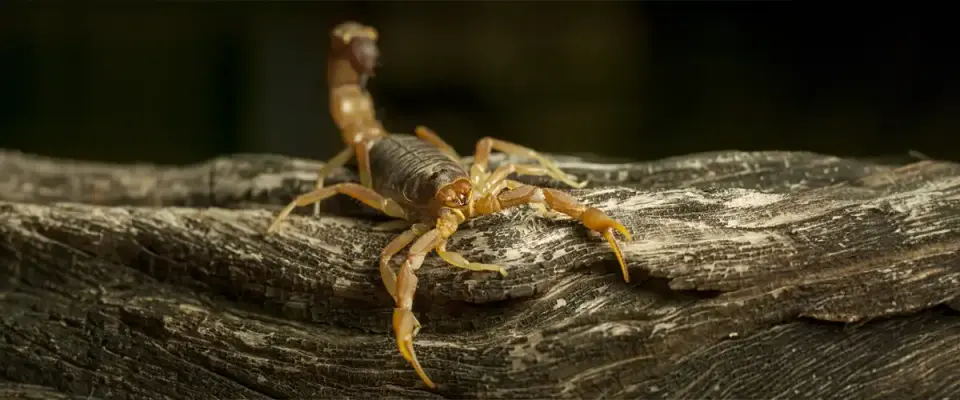 Traditional Scorpion Treatment Approaches