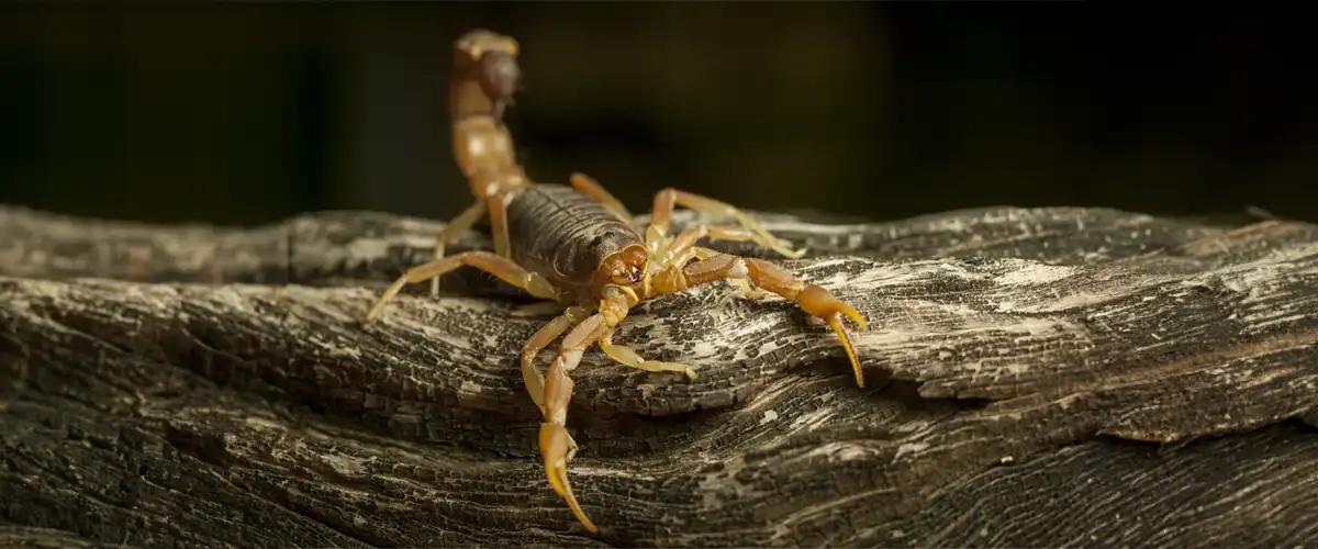 Traditional Scorpion Treatment Approaches
