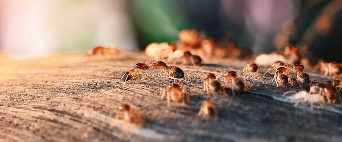 Ant Control - Customer Satisfaction and Success Stories