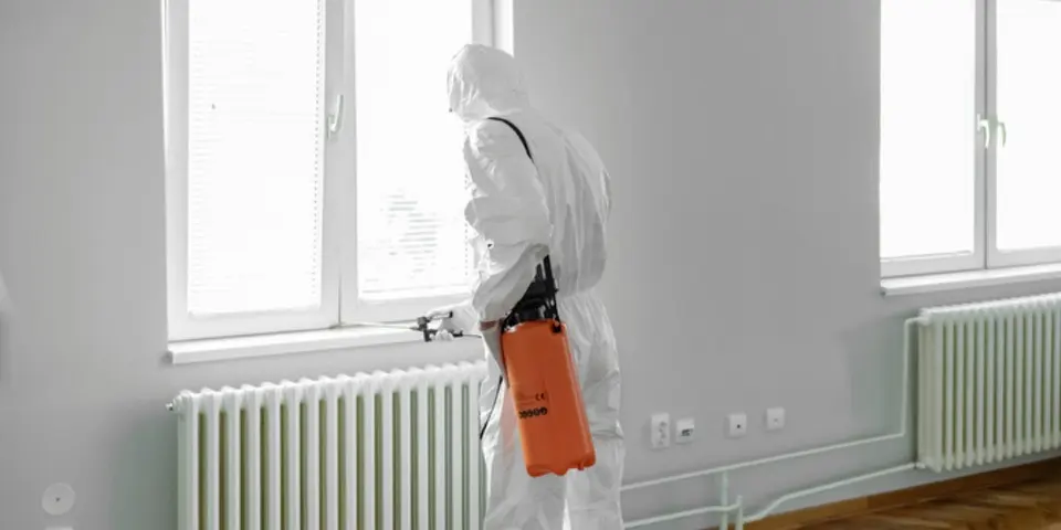 Silverfish Control Service