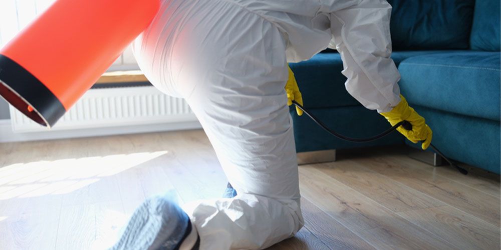 Professional Ant Control Solutions