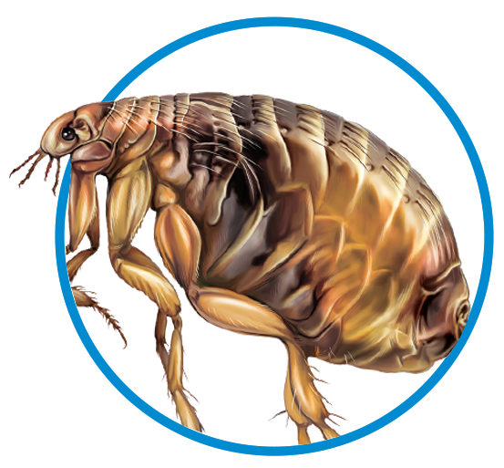 flea_control_in_tulsa_oklahoma_heat_tech_pest_control