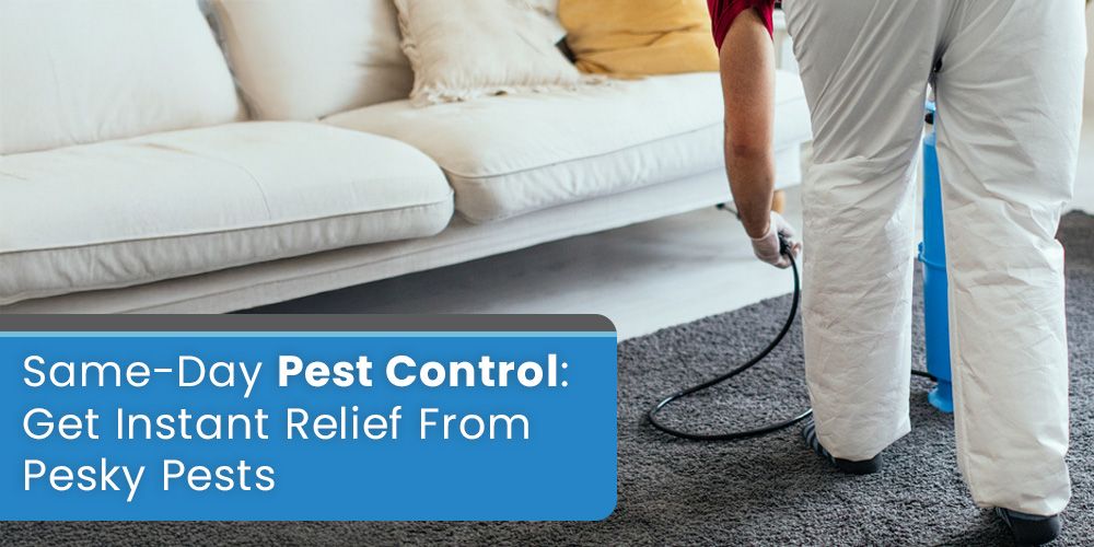 Same-Day Pest Control- Get Instant Relief From Pesky Pests