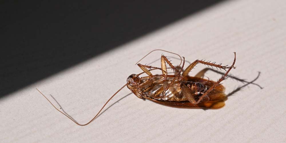 Safety-Centric Extermination Strategy