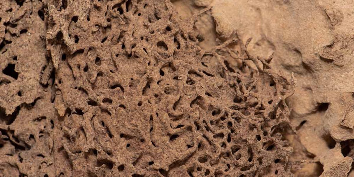 The Evolution of Termite Treatment