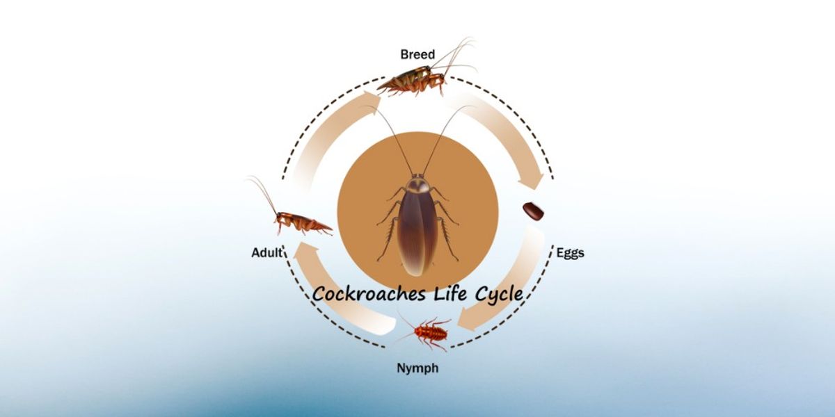 Understanding the Cockroach Life Cycle