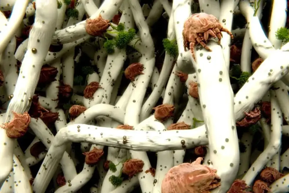 Heat Tech Knows Mite Treatment