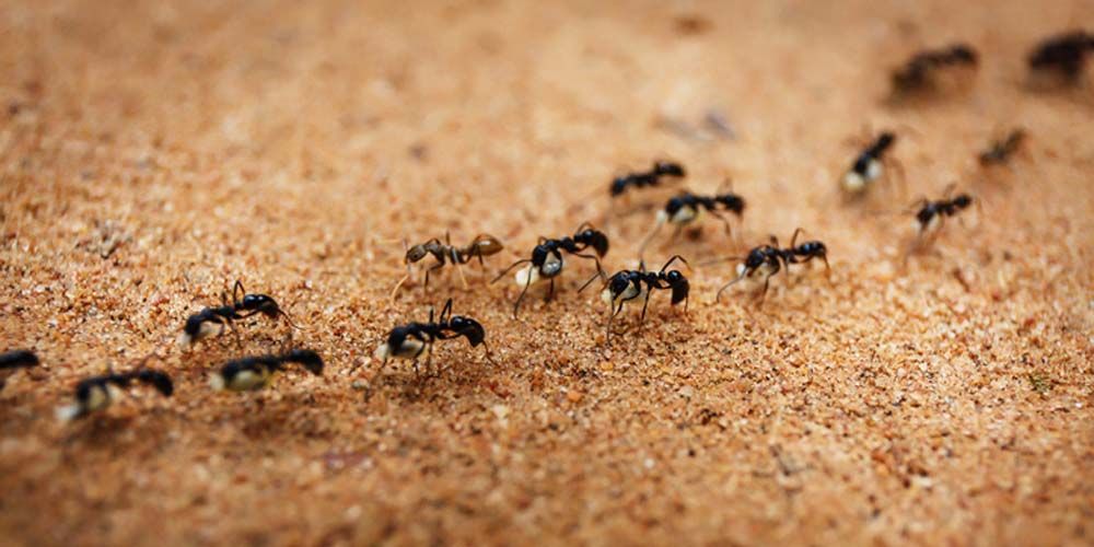 Understanding Ant Infestations in Oklahoma