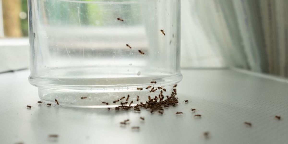 Daily Habits That Prevent Infestation