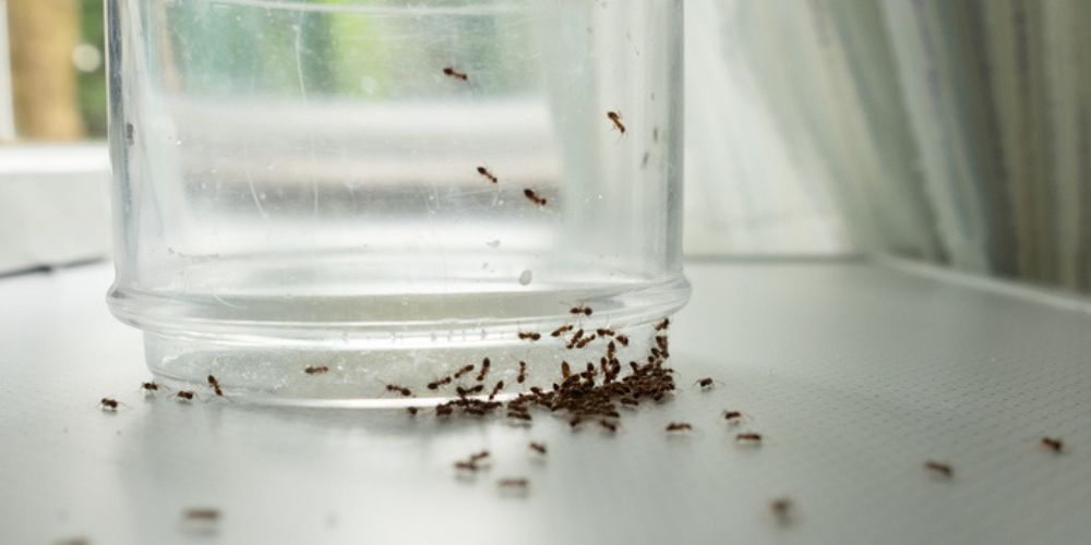 Daily Habits That Prevent Infestation