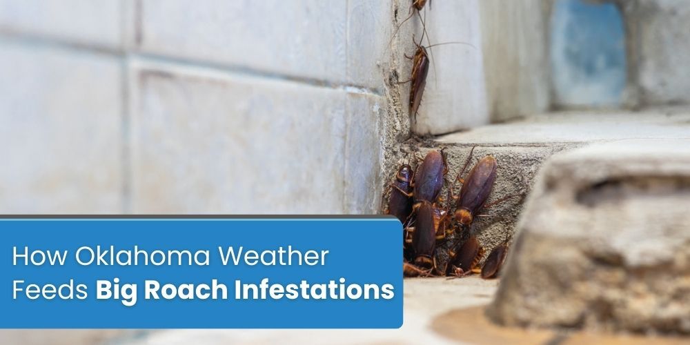 How Oklahoma Weather Feeds Big Roach Infestations