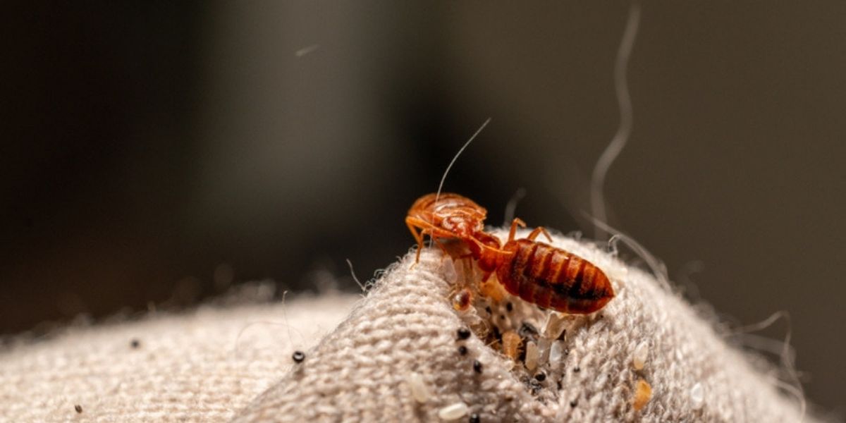 What Exactly Is Bed Bug Fecal Matter