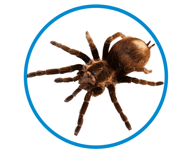 spider_control_experts_tulsa_oklahoma