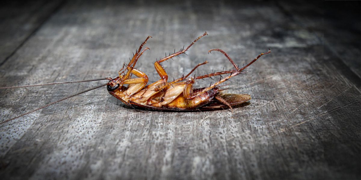 1. What Are Big Roaches?