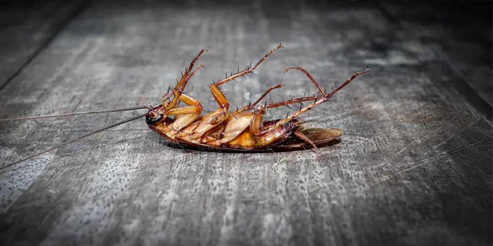 1. What Are Big Roaches?