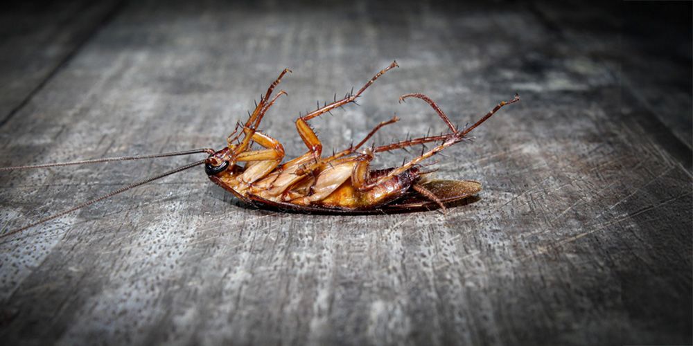 1. What Are Big Roaches?