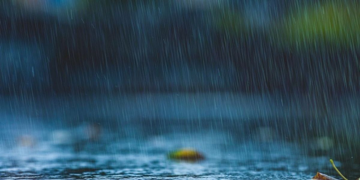 Sudden Weather Swings Push Roaches Inside