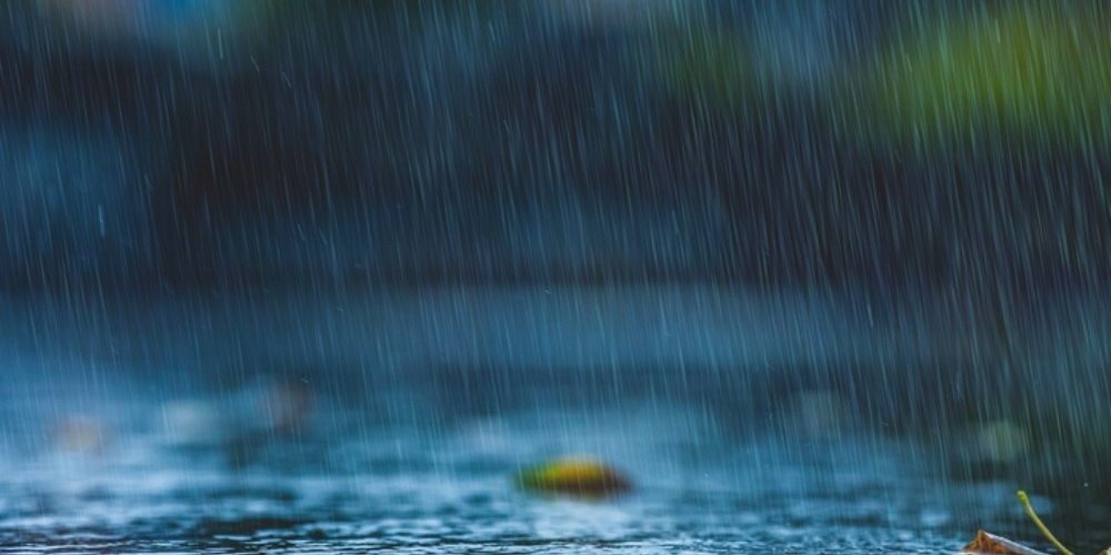 Sudden Weather Swings Push Roaches Inside