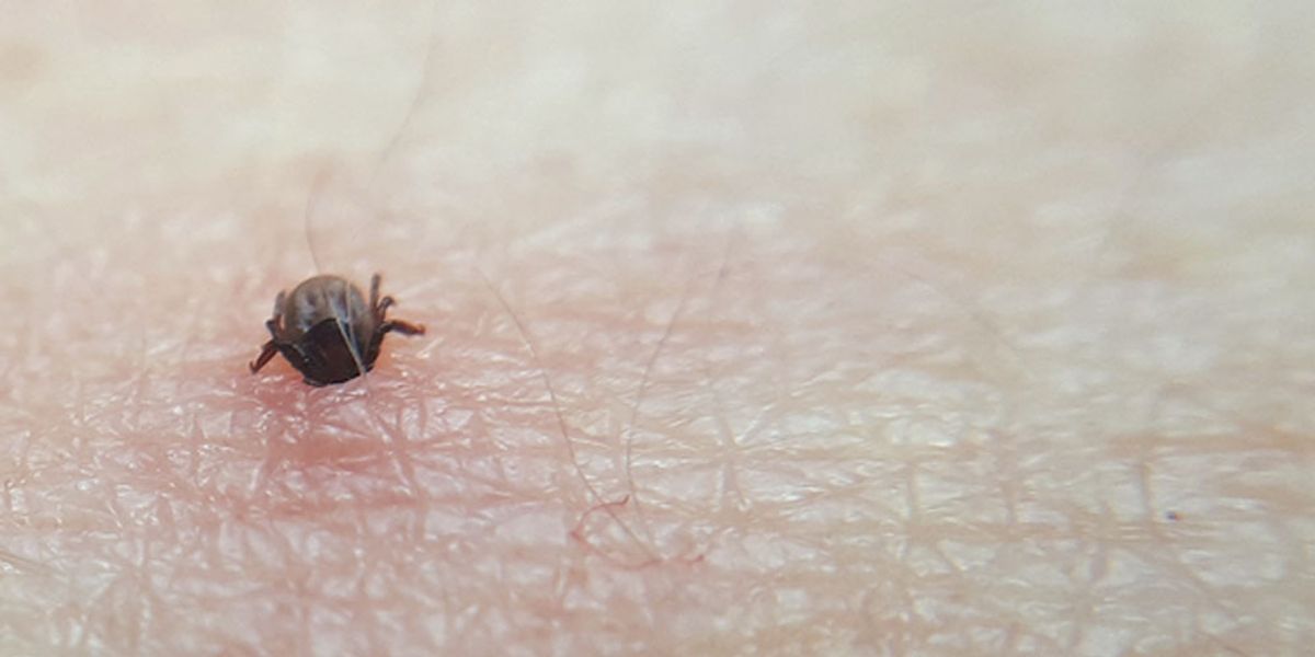 DIY and Professional Mite Treatment Options