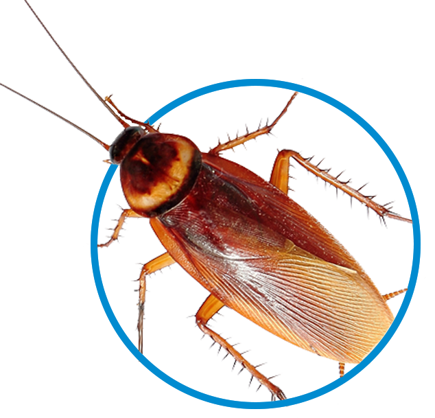 cockroach_extermination_in_oklahoma