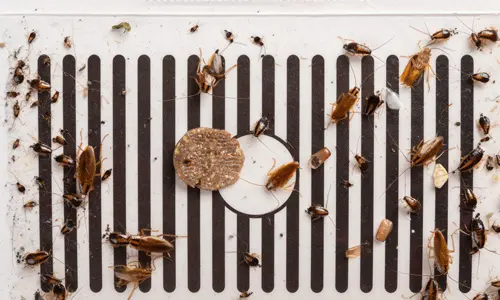 Natural-Remedies-for-Treating-a-Cockroach-Infestation-