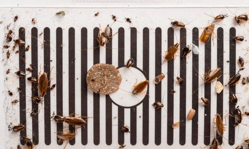 Natural-Remedies-for-Treating-a-Cockroach-Infestation-