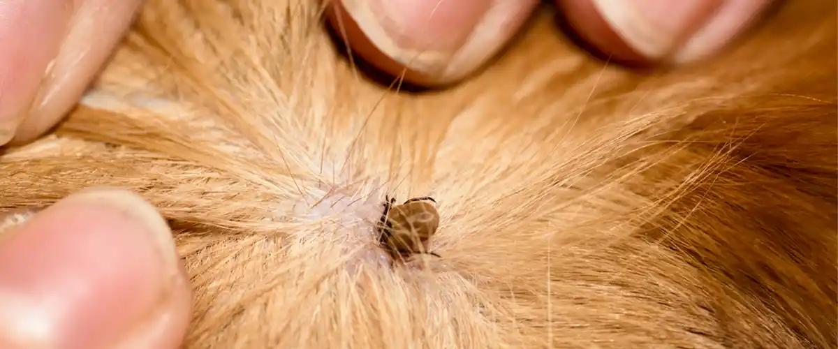 Benefits of Professional Tick Control Services