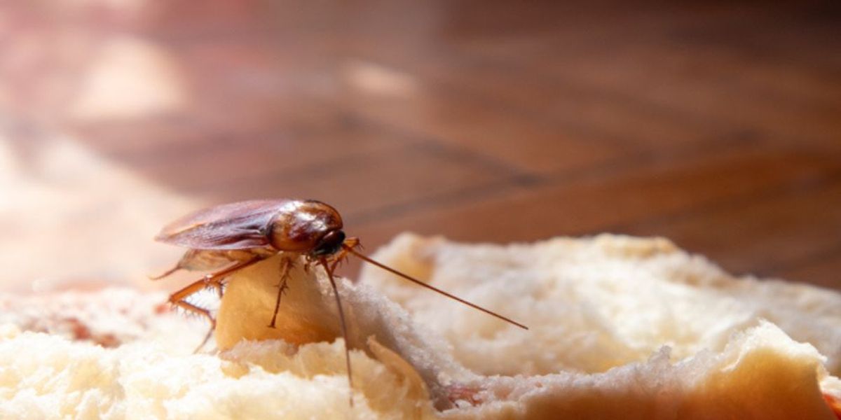 Food Placement Matters