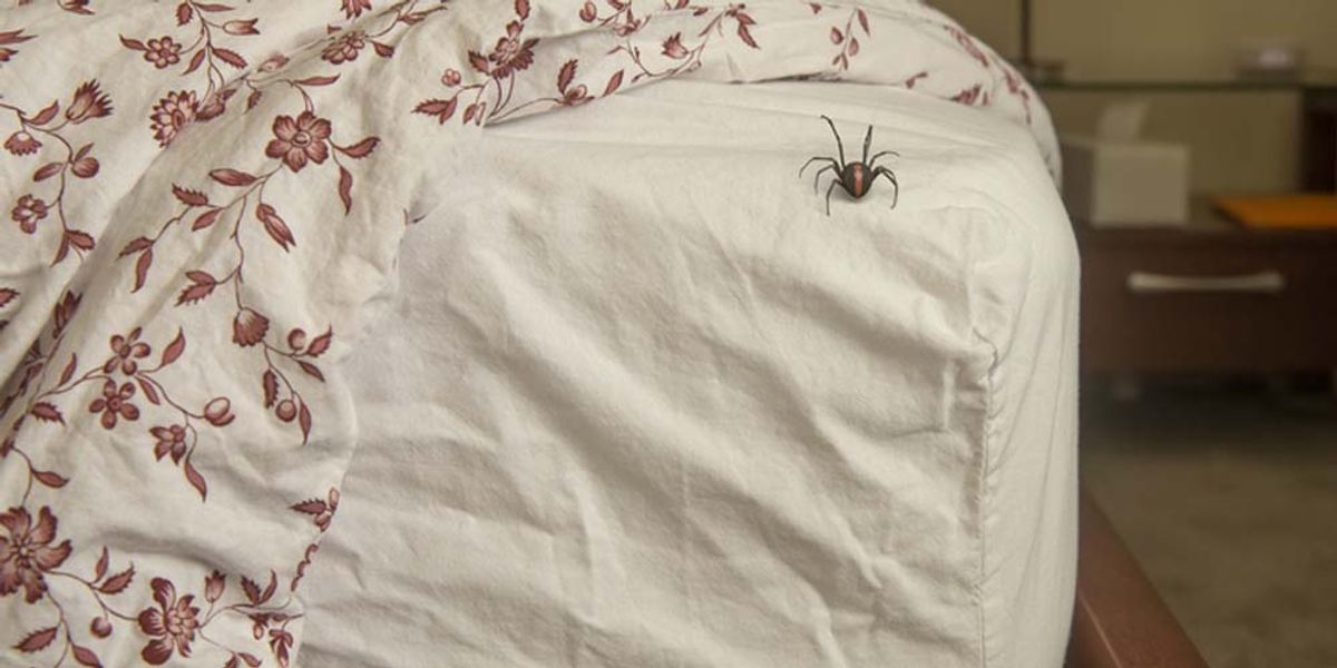 DIY Spider Control- Limitations and Dangers