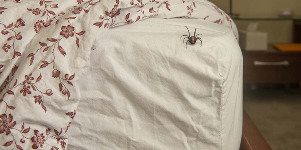 DIY Spider Control- Limitations and Dangers