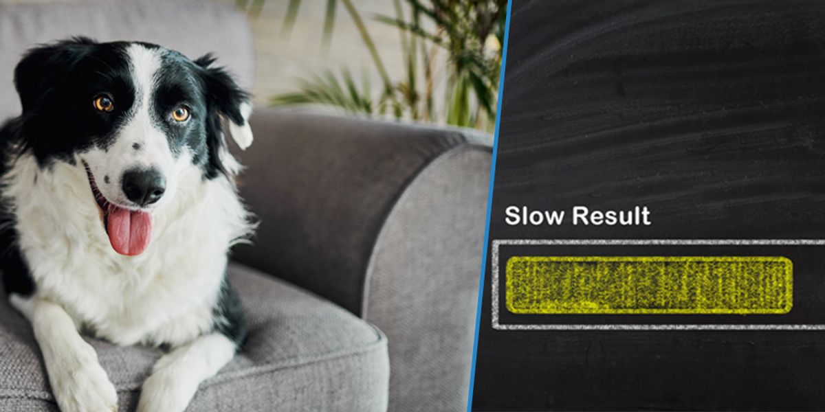 Pros and Cons of Natural Flea Treatments