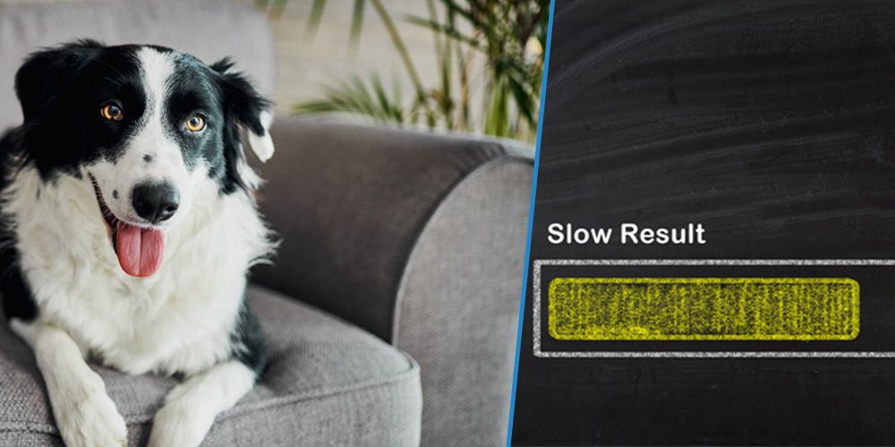 Pros and Cons of Natural Flea Treatments