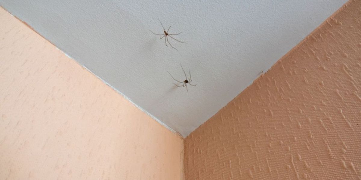 Once Inside, They're Hard to Track