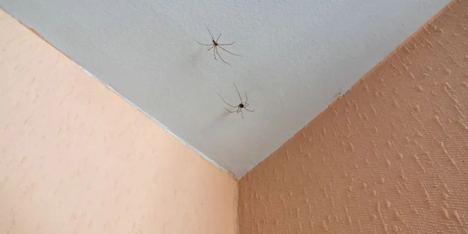 Once Inside, They're Hard to Track