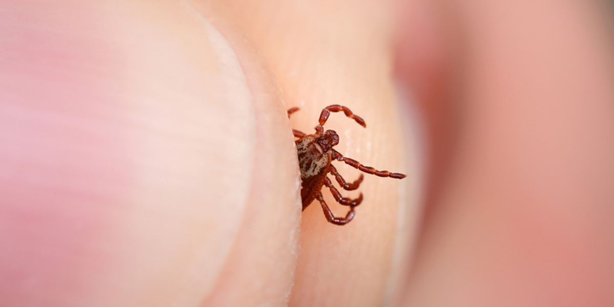 DIY Mite Prevention Tips