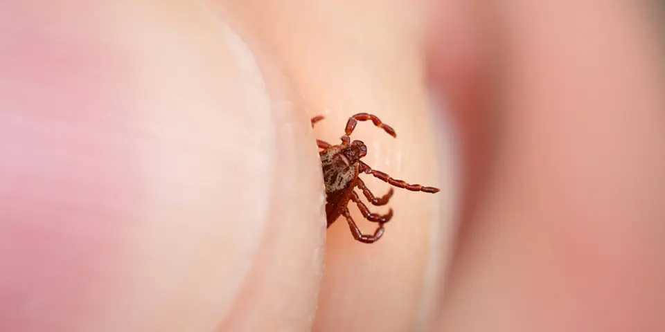 DIY Mite Prevention Tips
