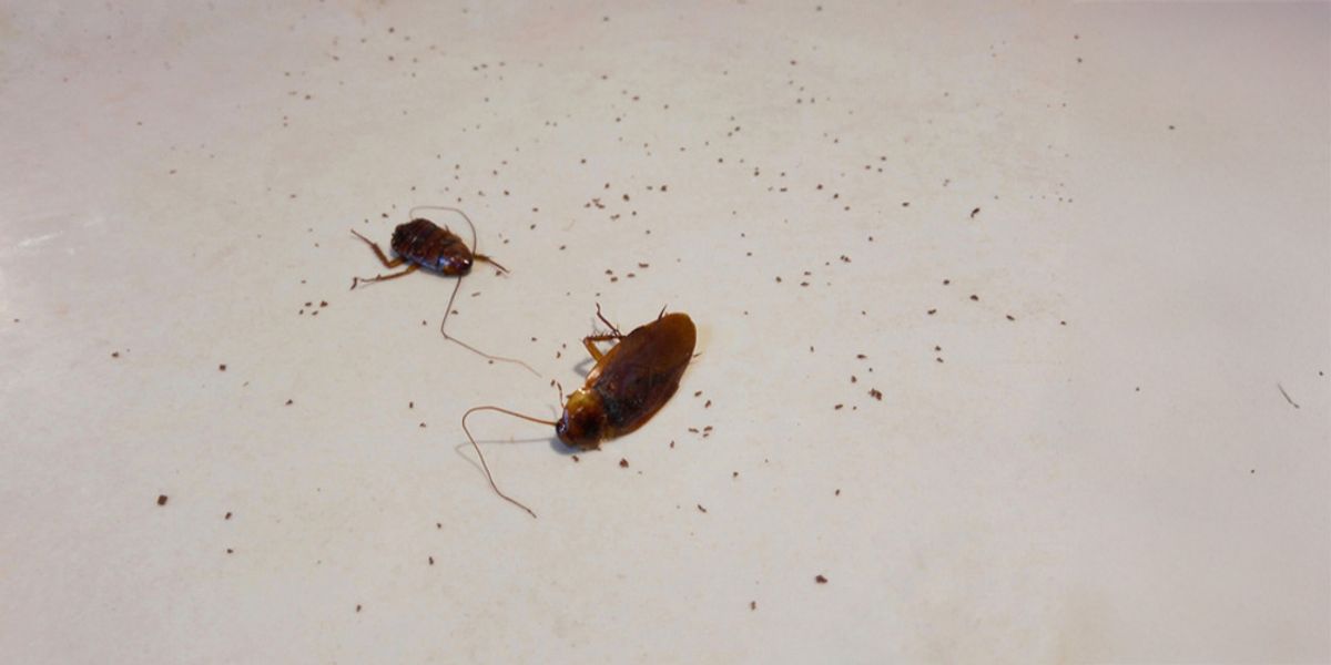 4. What Are the Health Risks That Come With Big Roaches?
