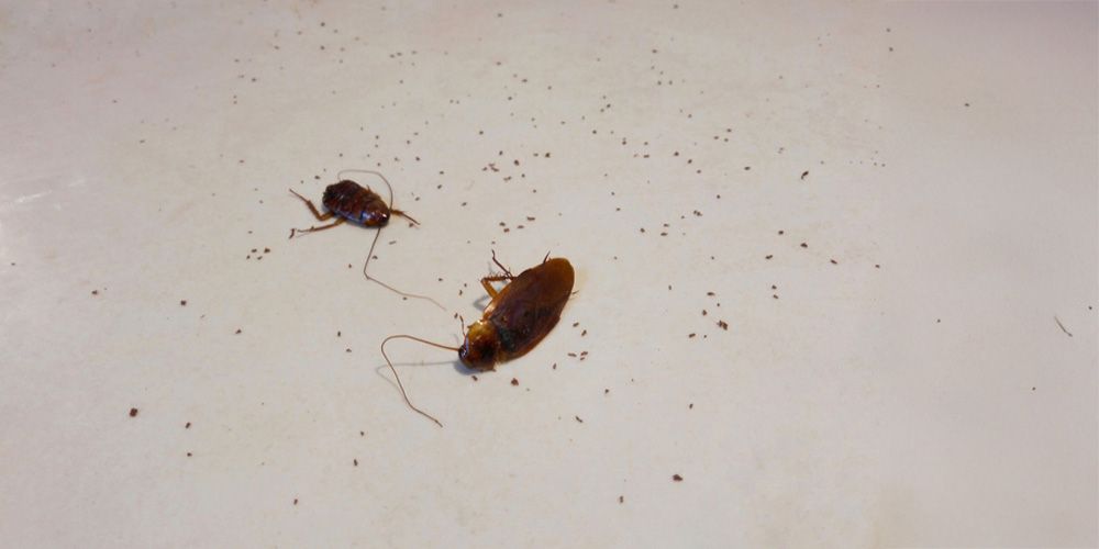 4. What Are the Health Risks That Come With Big Roaches?