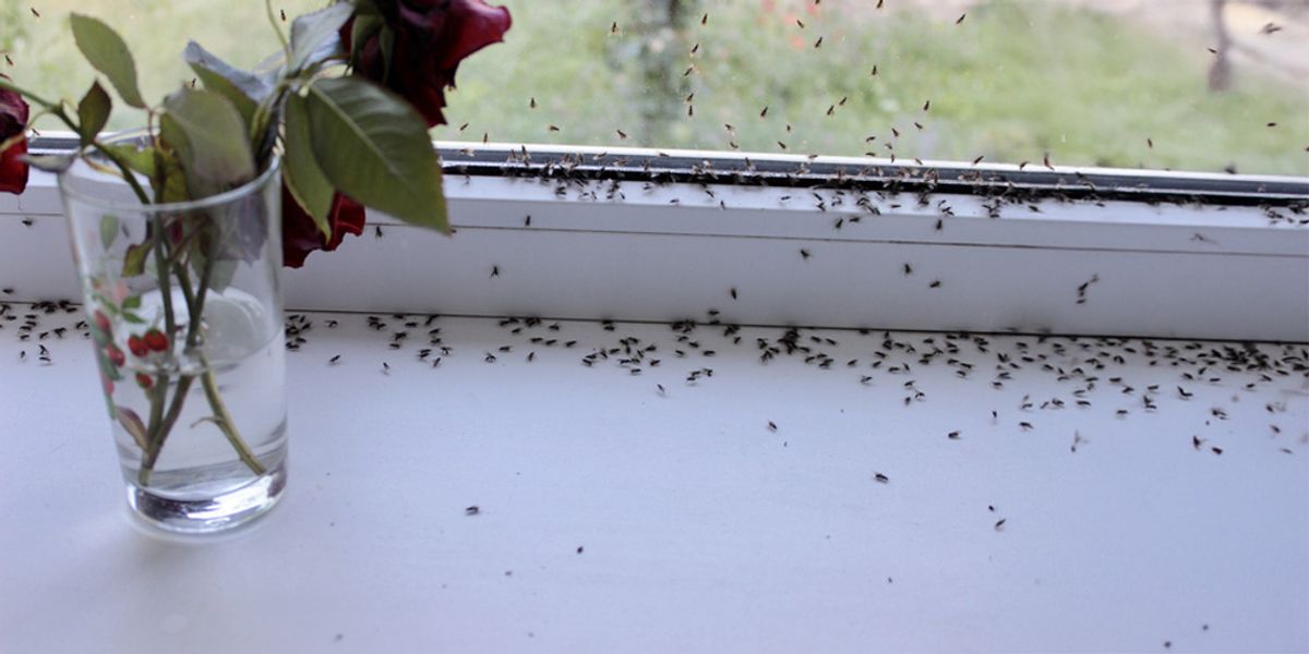 Prevent Seasonal Pest Migration