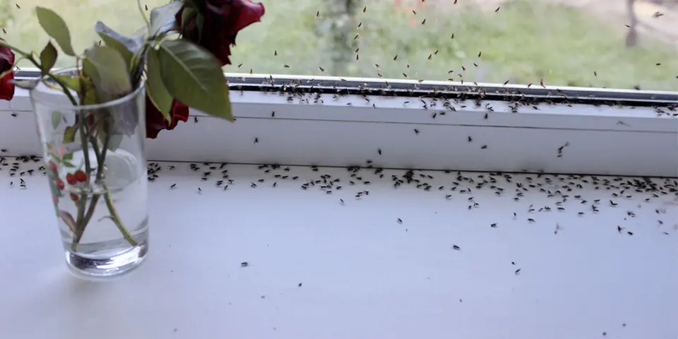 Prevent Seasonal Pest Migration