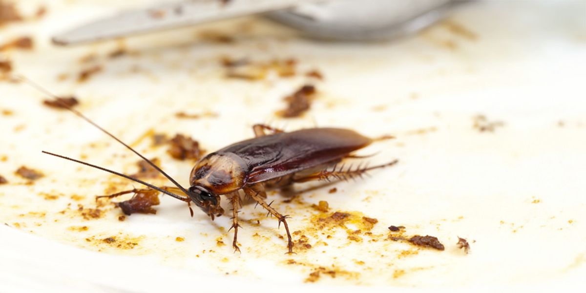 3. What Attracts Big Roaches?