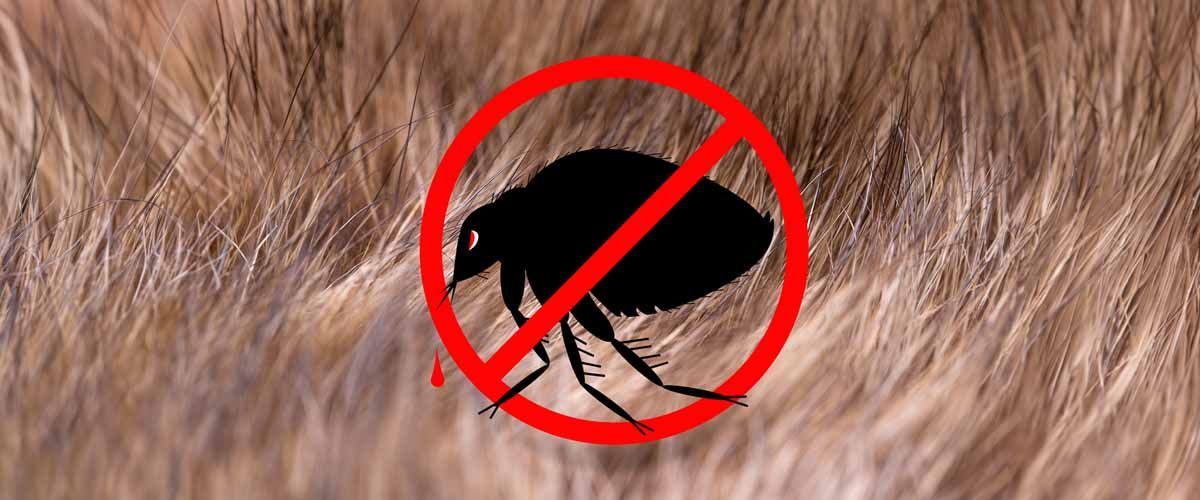 Benefits of Professional Flea Treatment